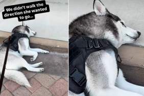 Video Shows Husky's Reaction Before & After Walking in Her Preferred Direction