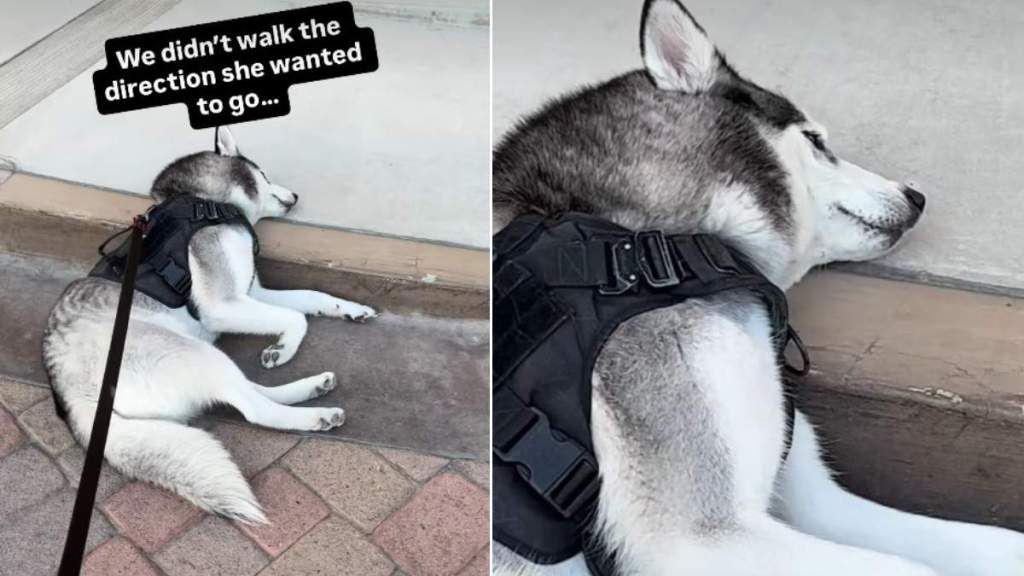 Video Shows Husky's Reaction Before & After Walking in Her Preferred Direction