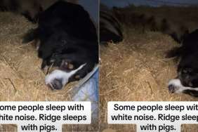 Video: Dog Prefers Sleeping With the Pigs