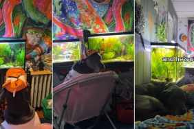 Video: Dog's Favorite Time of the Day Is 'Fish Watching'