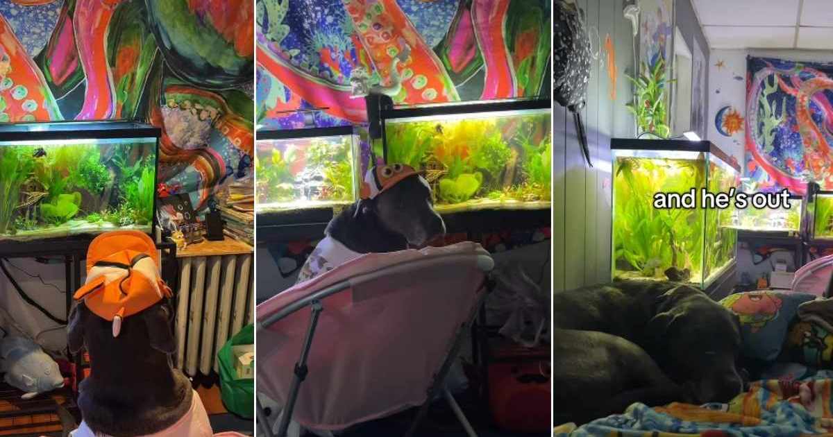 Video: Dog's Favorite Time of the Day Is 'Fish Watching' - DogTime