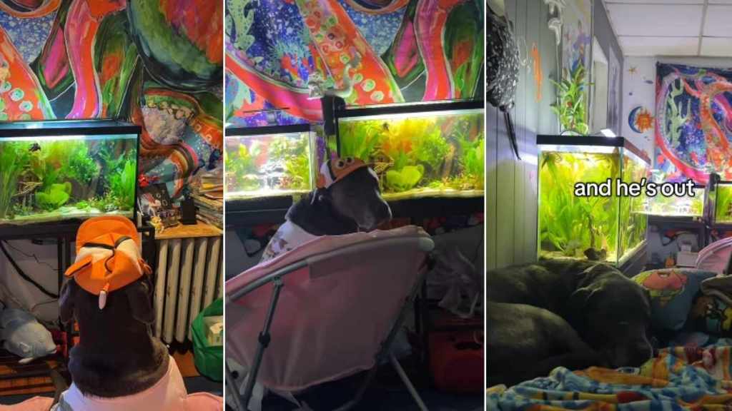 Video: Dog's Favorite Time of the Day Is 'Fish Watching'