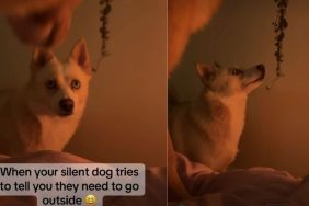 Video: Dog Signalling the Owner to Take Her Outside Will Make You Laugh