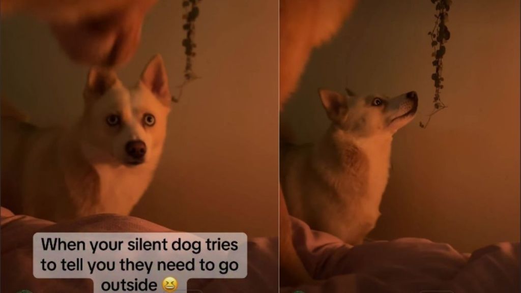 Video: Dog Signalling the Owner to Take Her Outside Will Make You Laugh