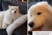 Video Shows Dog Reaching 'New Levels of Cozy' & It's Adorable