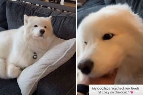 Video Shows Dog Reaching 'New Levels of Cozy' & It's Adorable