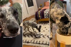 Rescue Dog Marks 'First Steps' in Forever Home Before Christmas