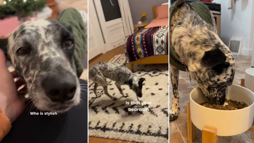 Rescue Dog Marks 'First Steps' in Forever Home Before Christmas