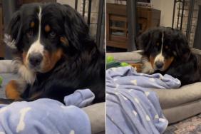 Video: Dog Won't Let Owner Steal His 'Puppy Blanket'