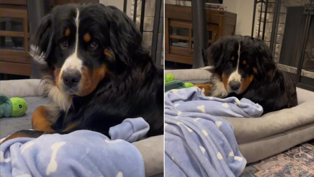 Video: Dog Won't Let Owner Steal His 'Puppy Blanket'