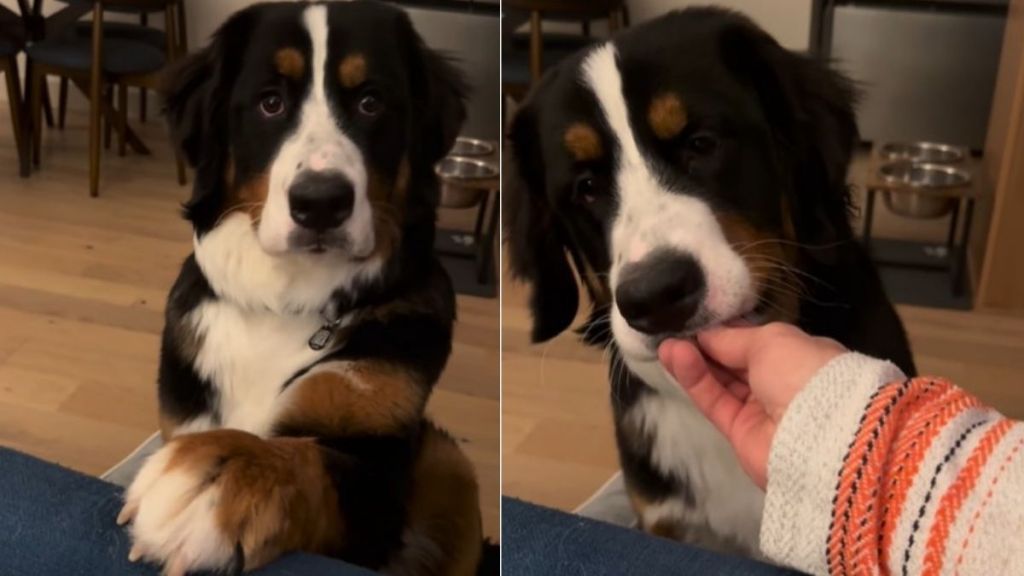 Nothing Tops This Bernese Mountain Dog Politely Asking for Snacks