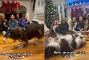 Video: Giant Dog Joins Every Party Like He Owns It