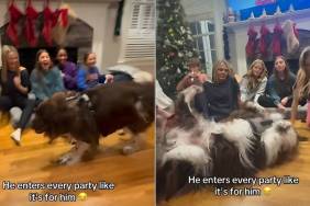 Video: Giant Dog Joins Every Party Like He Owns It