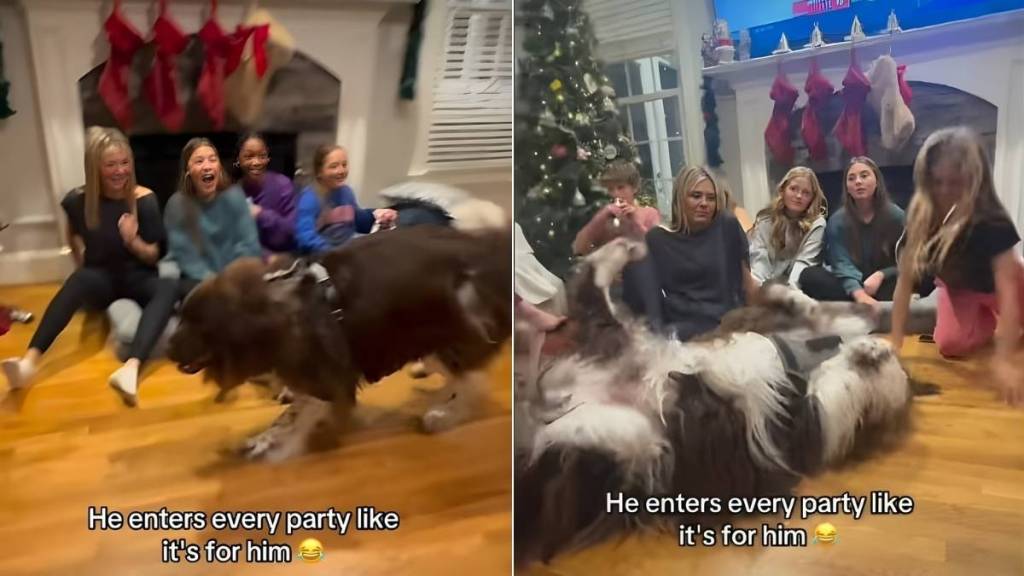 Video: Giant Dog Joins Every Party Like He Owns It