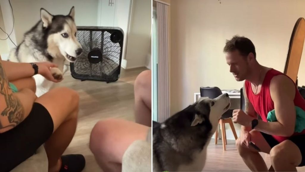 Husky Has Trust Issues With Grandpa in Adorable Video