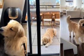 Video: What Day in the Life of a 'Celeb Dog' Looks Like