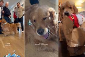 Video: Golden Retriever's Day Looks Like This During the Holidays