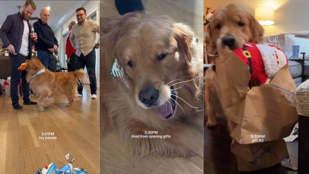 Video: Golden Retriever's Day Looks Like This During the Holidays