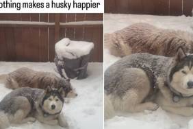 Video Shows Huskies Being the Happiest on a Snowy Day