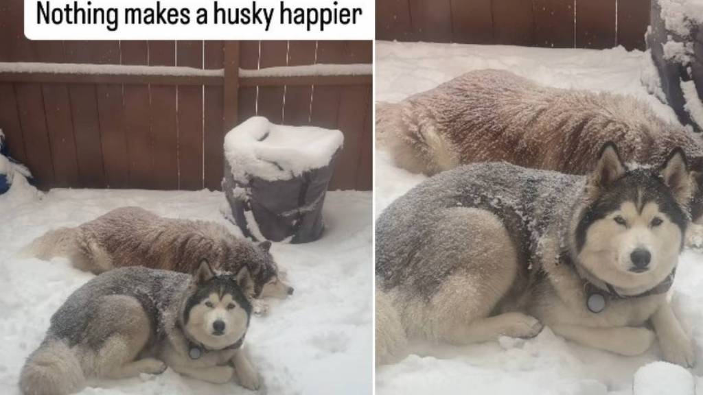 Video Shows Huskies Being the Happiest on a Snowy Day