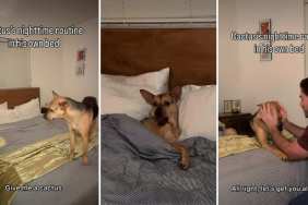 Video: Rescue Puppy Has His Own Room & Nighttime Routine