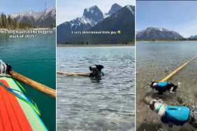 Dog Hauls Stick That Is as Big as It Can Get in Impressive Video