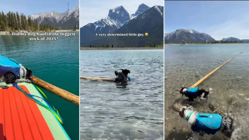 Dog Hauls Stick That Is as Big as It Can Get in Impressive Video