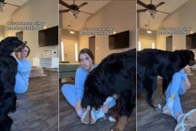 Bernese Mountain Dog Gets Extra Clingy With Mom in Funny Video