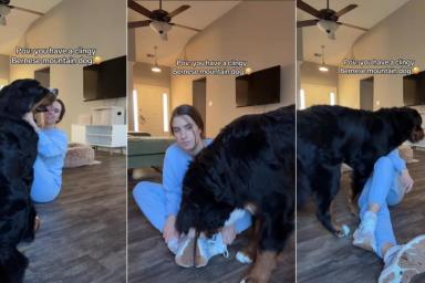 Bernese Mountain Dog Gets Extra Clingy With Mom in Funny Video