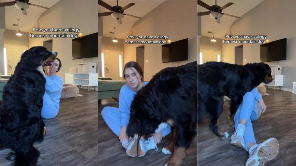 Bernese Mountain Dog Gets Extra Clingy With Mom in Funny Video