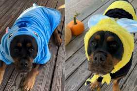 Rottweiler Can't Stop Showing off Cute Costumes & Tails Wags