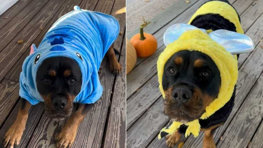 Rottweiler Can't Stop Showing off Cute Costumes & Tails Wags