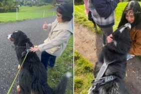 Dog Interrupts Owner's Walk Because He Wanted to Say Hi to Everyone