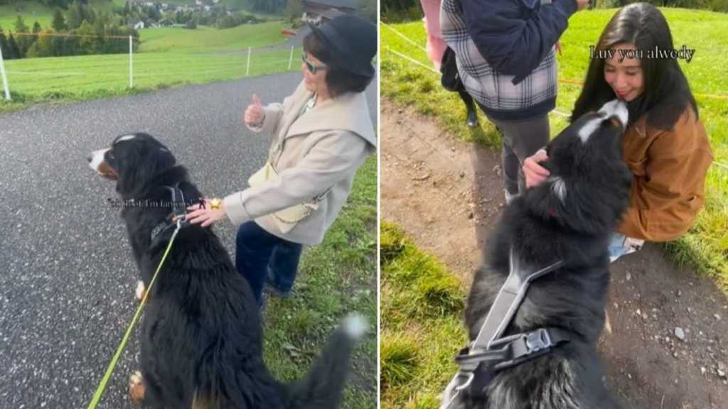 Dog Interrupts Owner's Walk Because He Wanted to Say Hi to Everyone