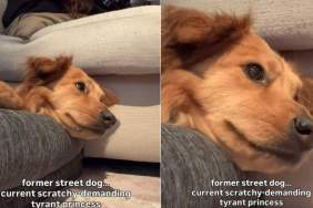 Video: 'Former Street Dog' Is Now a 'Princess' Demanding Scratches
