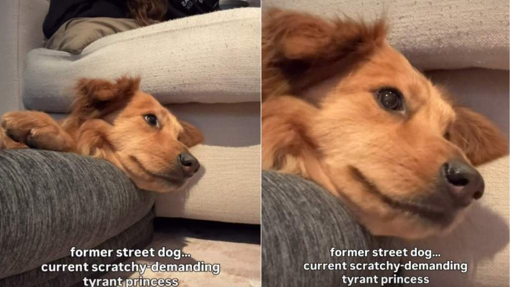 Video: 'Former Street Dog' Is Now a 'Princess' Demanding Scratches