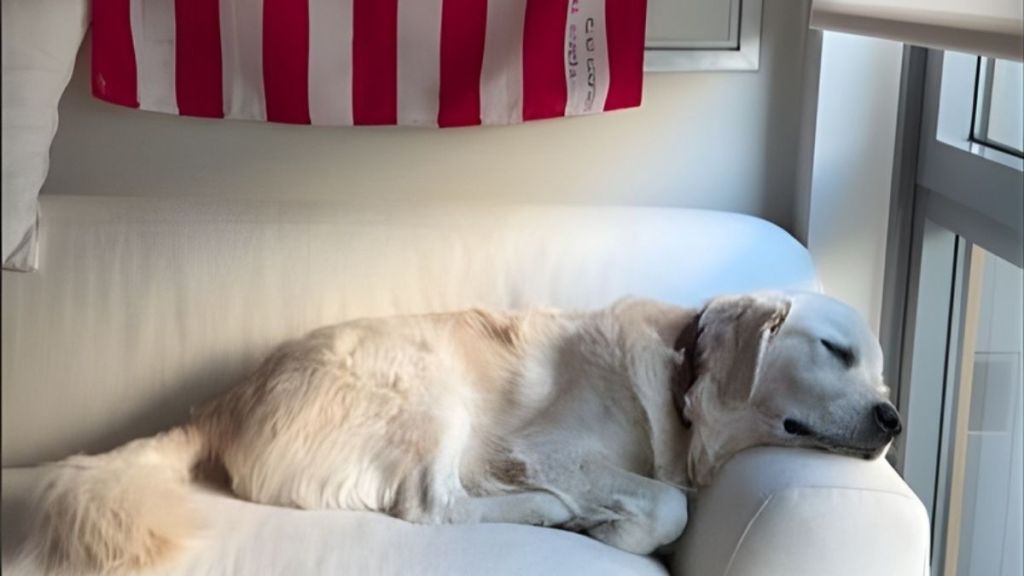 Golden Retriever's Tail Starts Wagging During a Nap in Cute Video