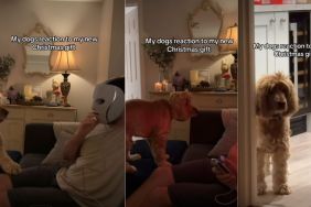 Video: Dog's Reaction To Owner's LED Face Mask Gift Is Hilarious