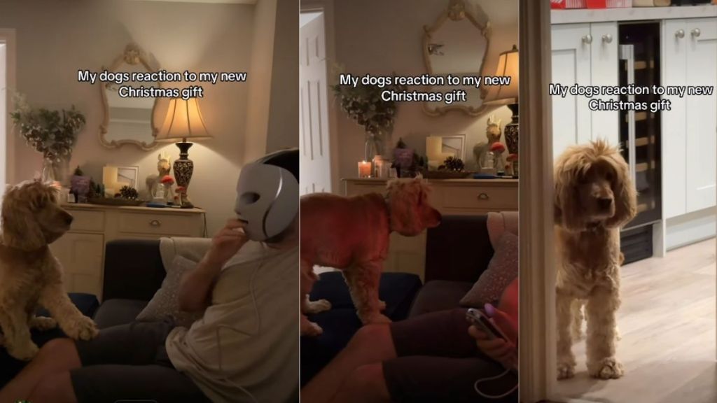 Video: Dog's Reaction To Owner's LED Face Mask Gift Is Hilarious