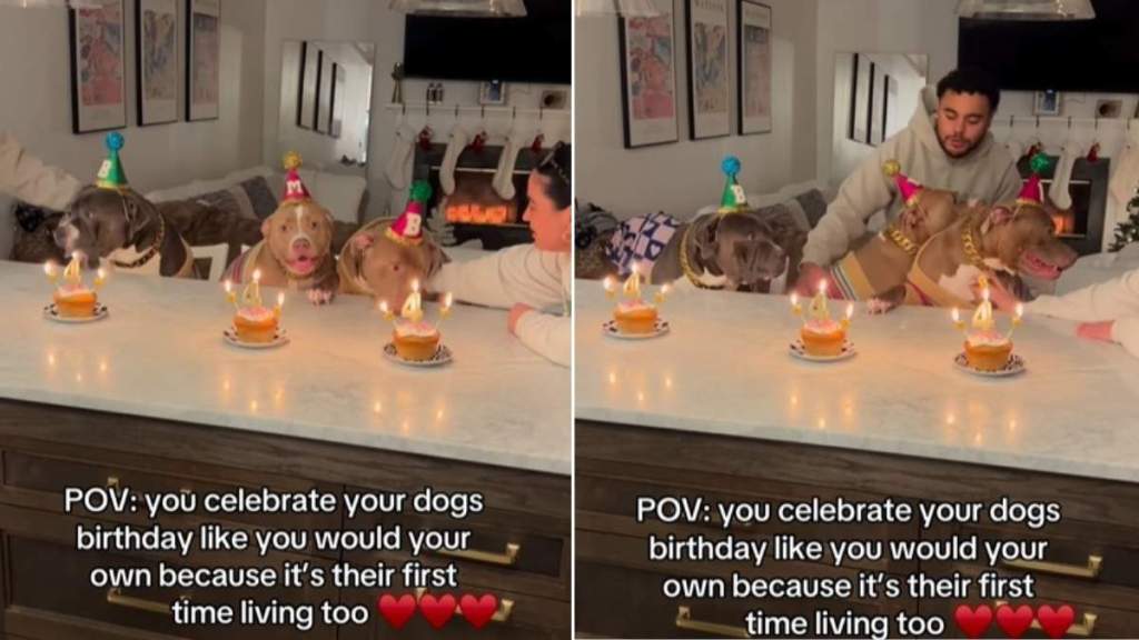 Owners Celebrate Dogs’ Birthdays for This Heartwarming Reason