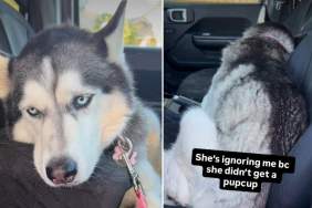 Video: Husky Won't Go to the Dog Park For a Reason