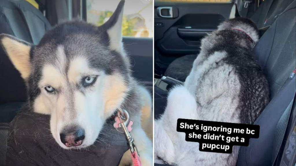 Video: Husky Won't Go to the Dog Park For a Reason