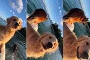 Golden Retriever Follows Furry Sibling's Lead During Boat Ride