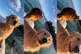 Golden Retriever Follows Furry Sibling's Lead During Boat Ride