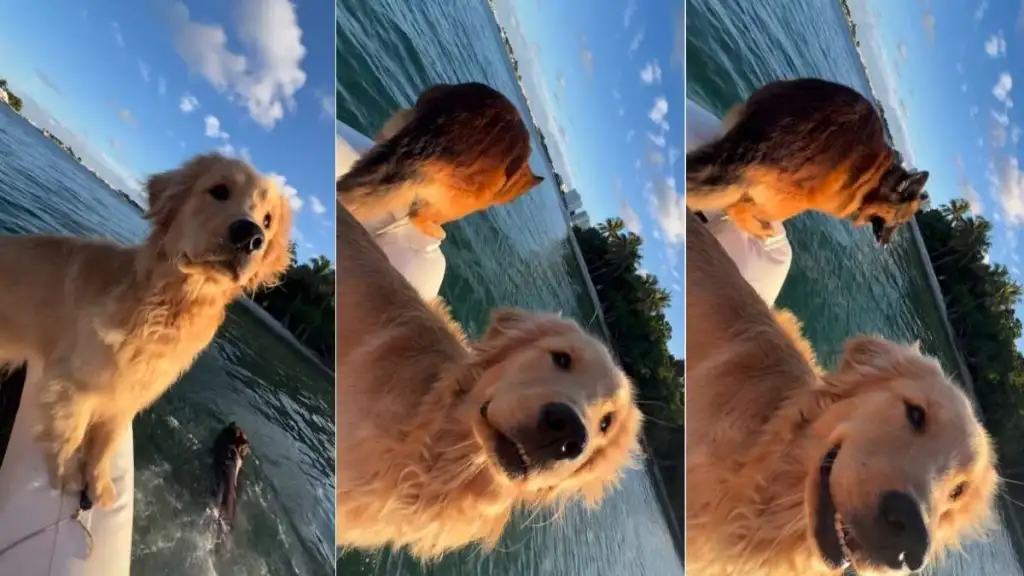 Golden Retriever Follows Furry Sibling's Lead During Boat Ride