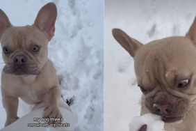 Dog Thinks Snowballs Are Treats in Cute Video