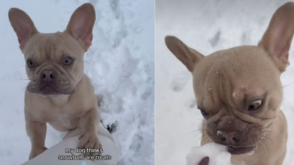 Dog Thinks Snowballs Are Treats in Cute Video