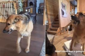 German Shepherd Is a 'Good Boy' Bringing Mom Firewood in Cute Video