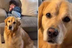 Golden Retriever Doesn't Leave Sick Brother's Side in Wholesome Video