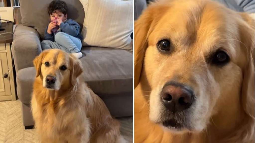 Golden Retriever Doesn't Leave Sick Brother's Side in Wholesome Video